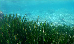 Sic marino di Capo Berta nel Golfo Dianese