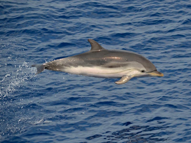 Santuario-dei-Cetacei-Foto-1