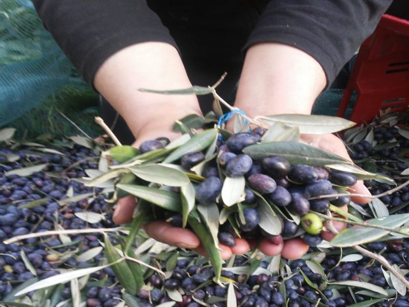 Foto delle olive raccolte da Novaro Nicola